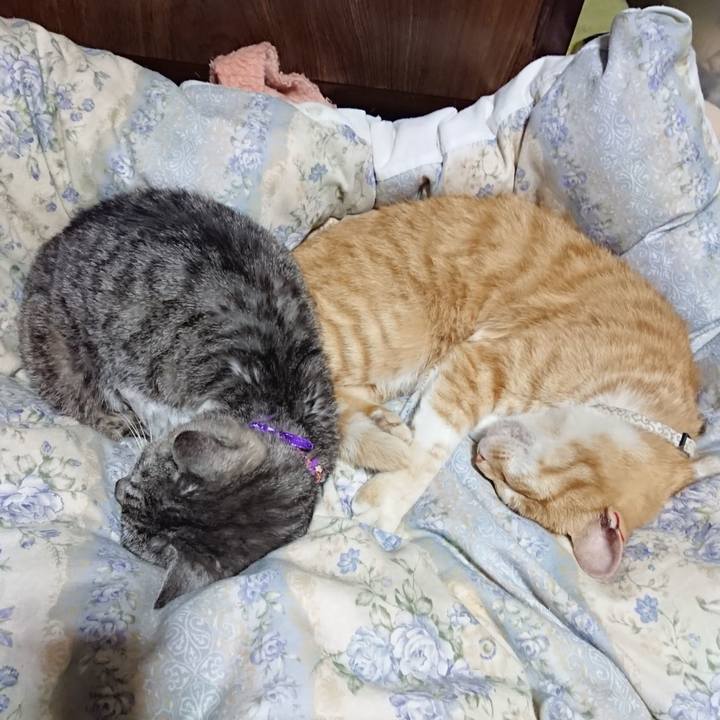 364cd1b3 a0a4 4523 8090 bb8d224d0811 1590669089044