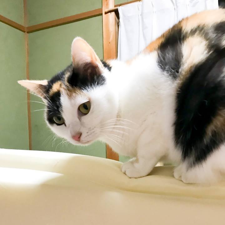 364e09dc 82e8 4a9d 88dc 34fb343de29e 1514106566374