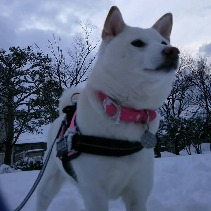 3652645d 94e9 479c 9676 fff1f5675767 1517991719480