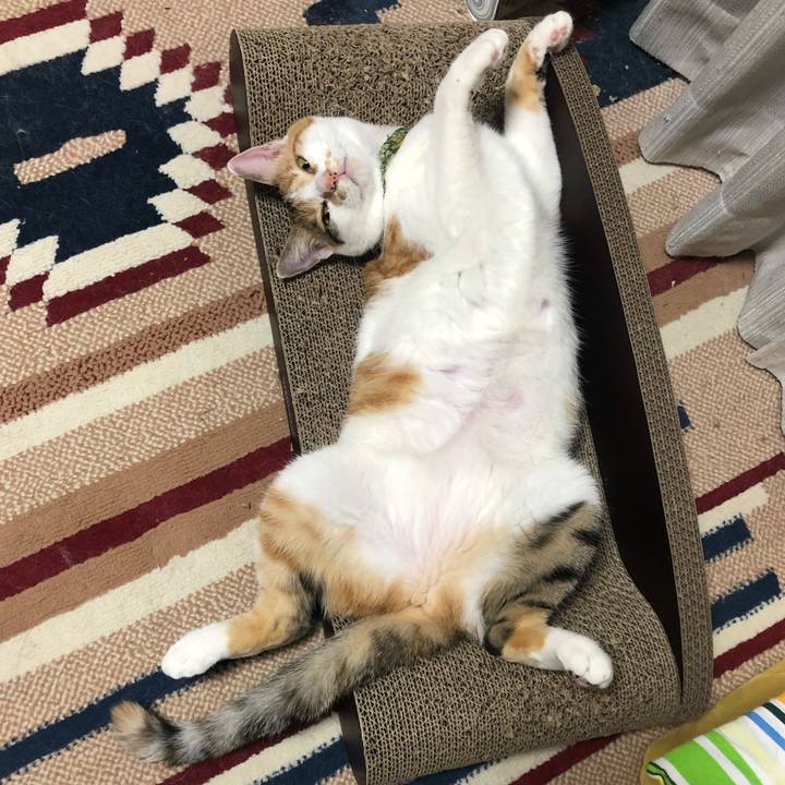 365826bf 2cd1 46c1 8bae 6cf619e934d2 1597930220334