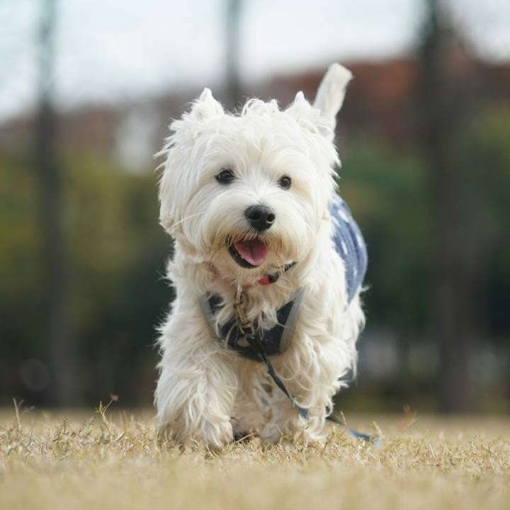 365a5219 c081 486c 8083 9832617db5e9 1512214034613