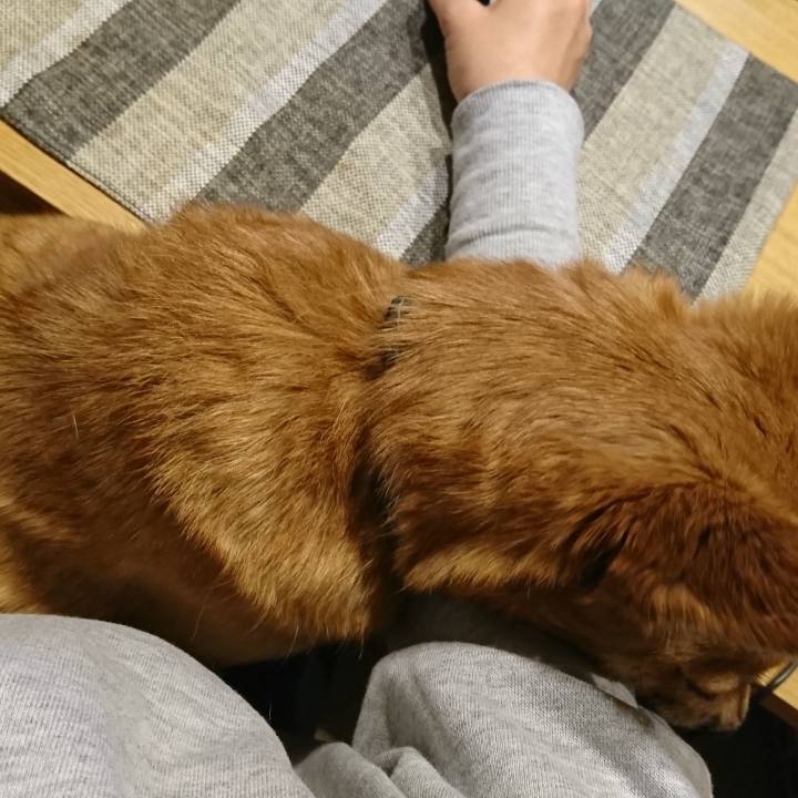 365a65c2 0b4b 4fc5 949b 5866182f26ad 1549363561846