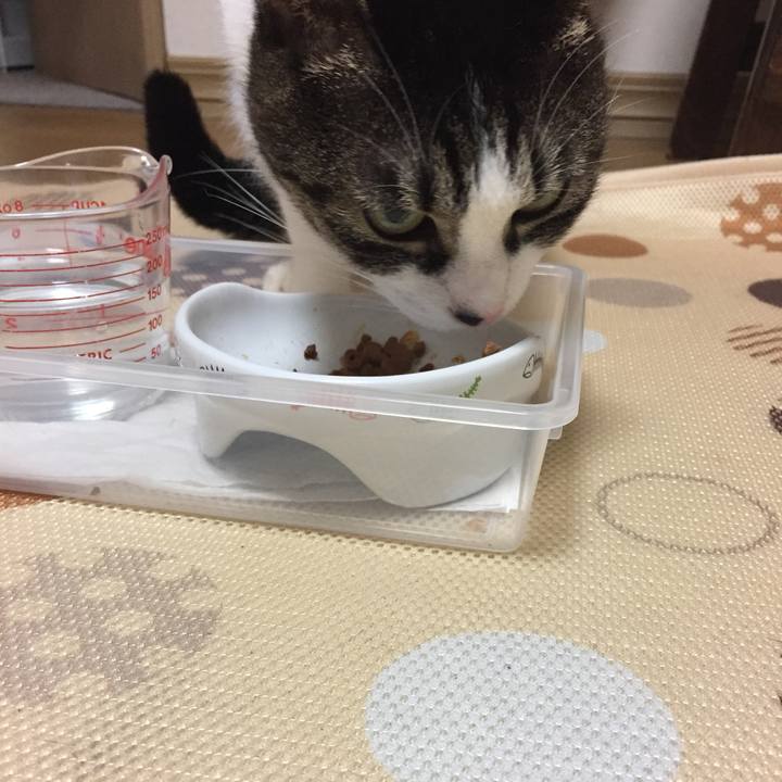 365e0315 b8f4 46c8 b623 ade9451e4bb8 1513607378426