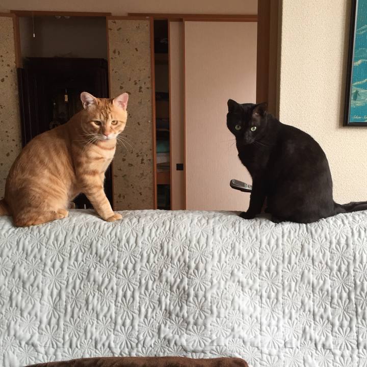 365e3116 1034 4771 a018 b8a5334f1871 1527940419949