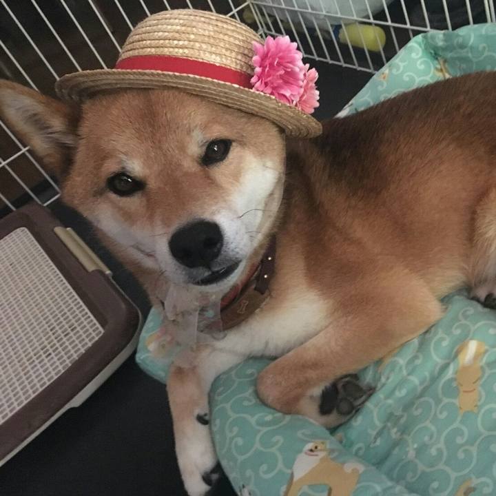 365f1149 6631 4f8c 84e1 e93f39d18cab 1530004239151