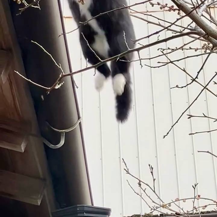 3662342a a712 47b0 b65d bd817c36dd8f 1738548732110