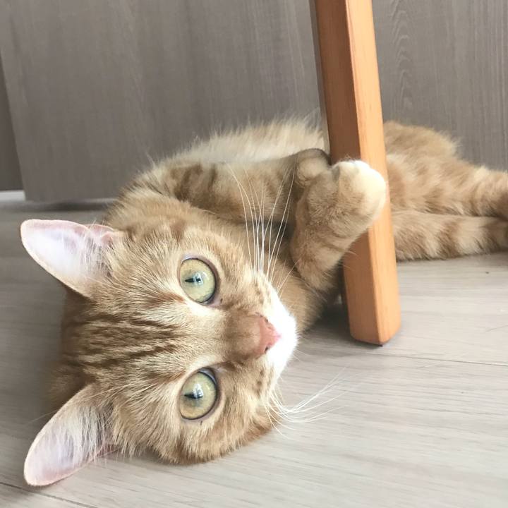 3663e0ed 201d 4f3b 849f 3c1f54e6e195 1530227319039