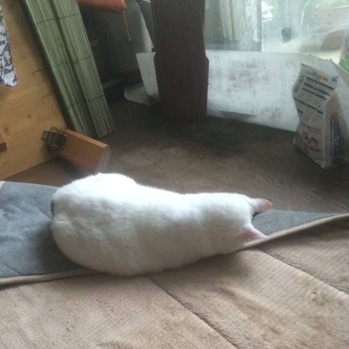 36642821 ac38 48ac b2d7 8cca10c42f4f 1563769596280