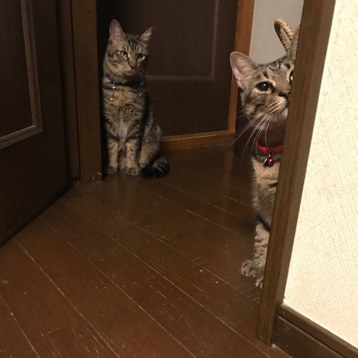 3665b7e5 03c7 47d7 b0c5 82045f8cefa5 1542632165703