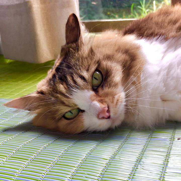 3666d9a6 2dd3 4873 b37f ffdead5bb154 1597051986626