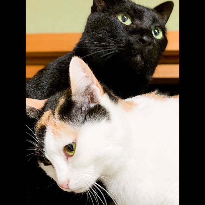 366894a8 5209 43e8 b54b eb2d20a6bae1 1546391446588