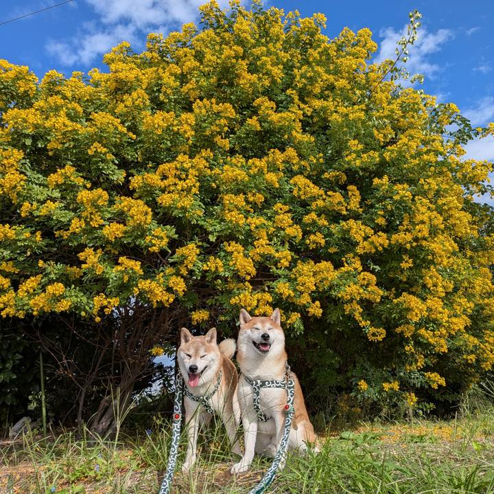 36693600 a18e 418c 8f89 a77c4c41e4d6 1759720528729