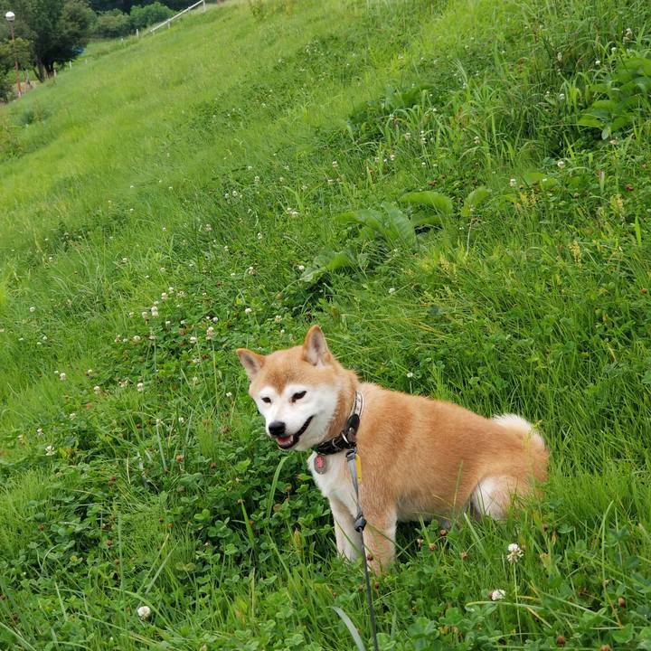 36697c6f c43b 4949 a438 50195d90d0f0 1596876900956