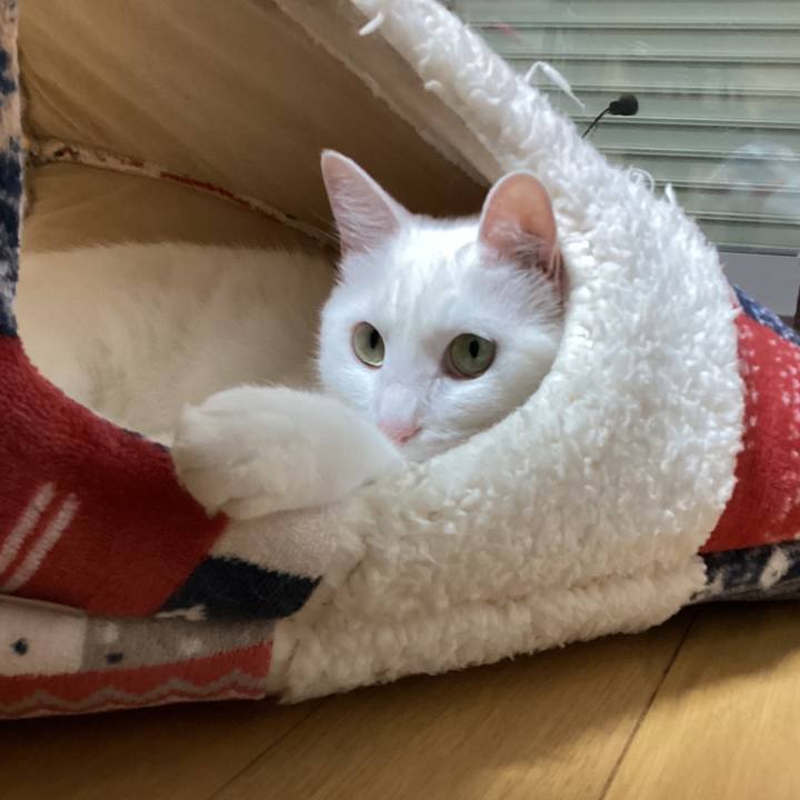 366a80e4 cdff 4e63 8dac c4a08abc837b 1718269704550