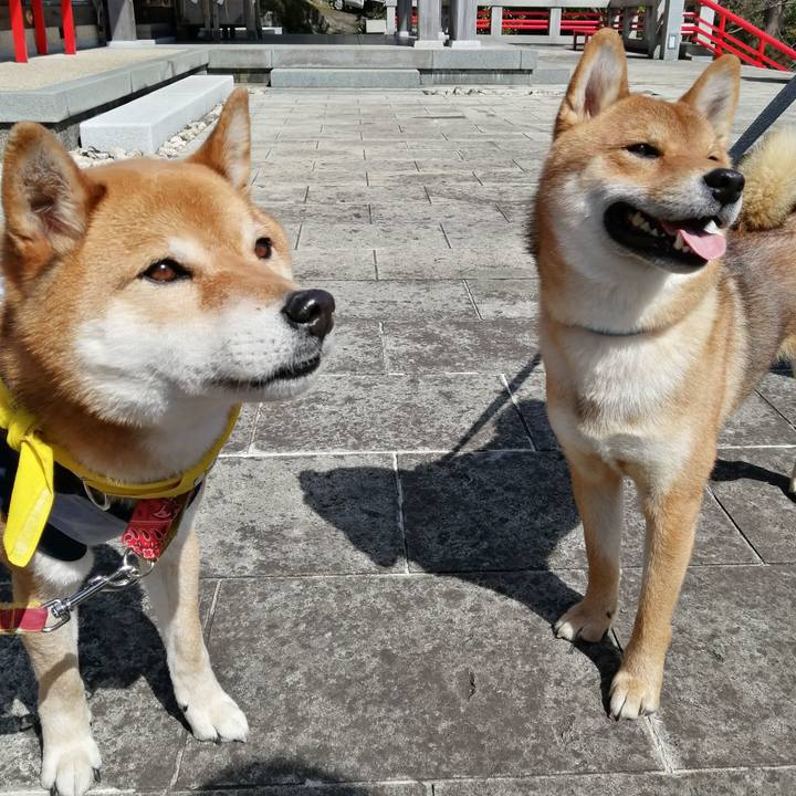 366d6bc7 0b0b 4d1a acba 9e7ba5f6d855 1584807469414