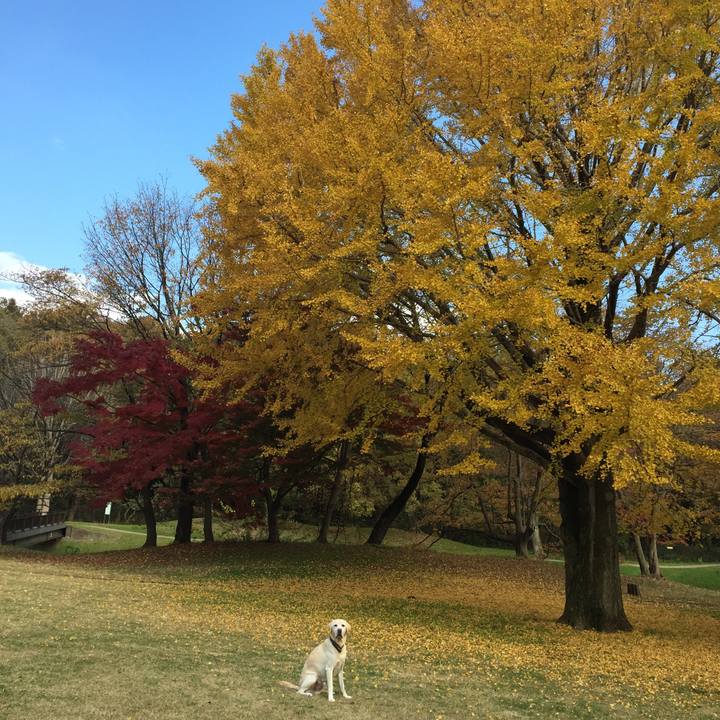 366e7525 91db 4665 b728 d1846af47a65 1543478436553