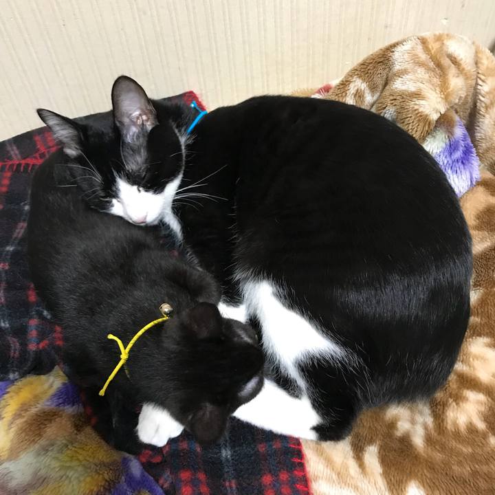 3671d04c cbae 4d84 b51f 6b0813203d29 1513440121993