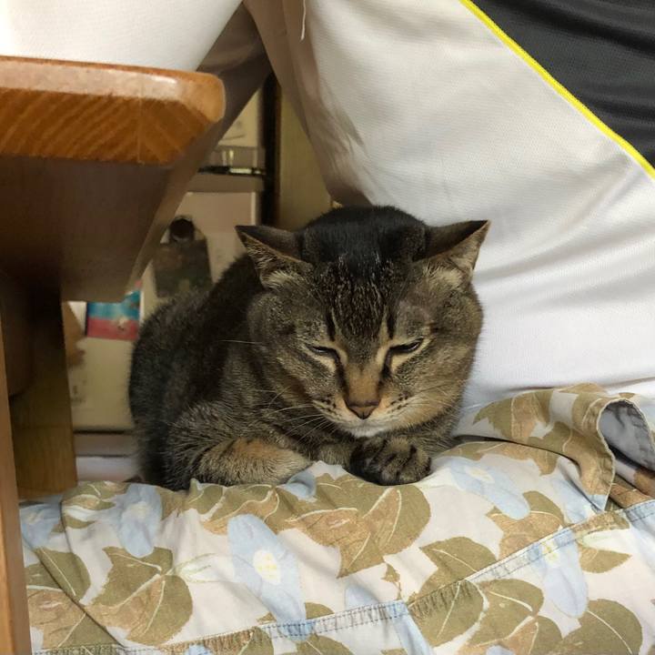 3676e56c 31fd 443d abb3 3e88b2f32e6f 1684630430805