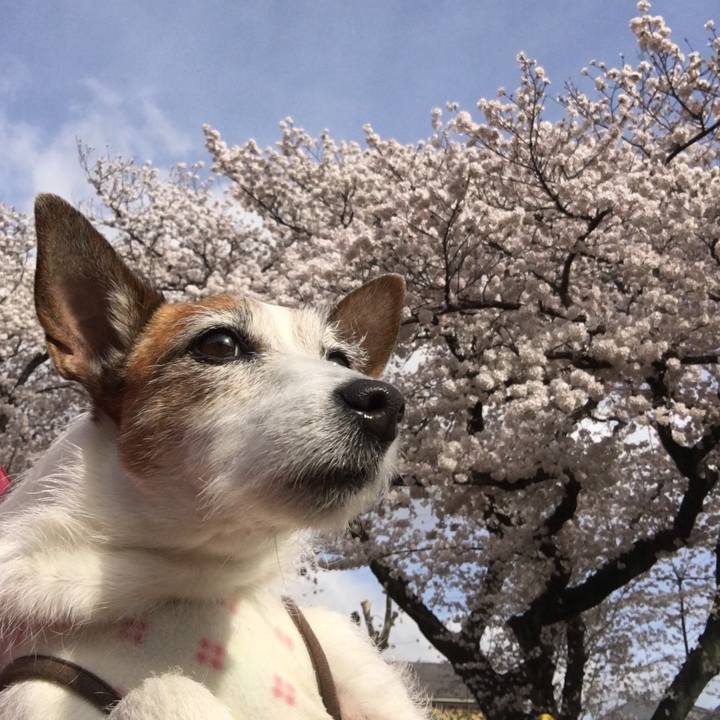 36793e68 6fe9 4318 b4d6 b706ceb0600d 1648682990326