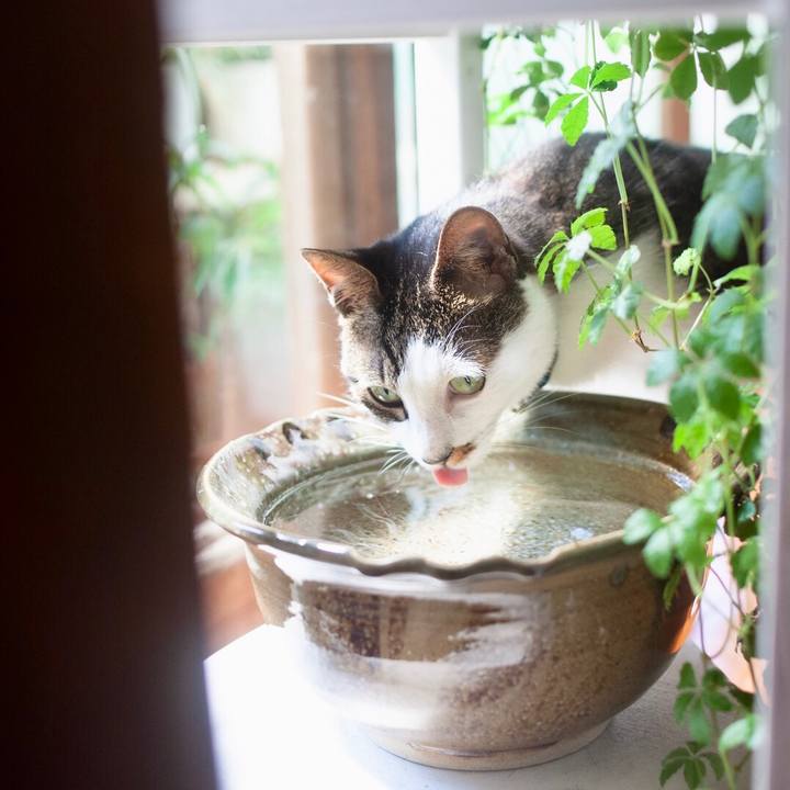 367c4652 226b 41e2 b63f b5bf3786de6b 1598511433572