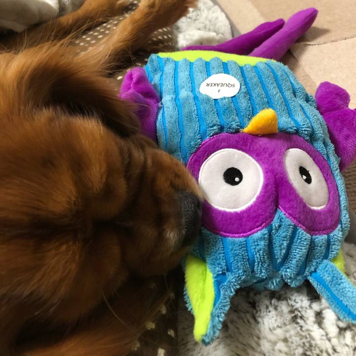 367cf7c3 dab9 4985 ac21 9a9dbc77fc1b 1544740027915