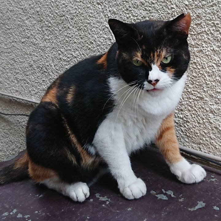 367f646a aad0 4a32 ace3 9e60aac5f65a 1564615135633