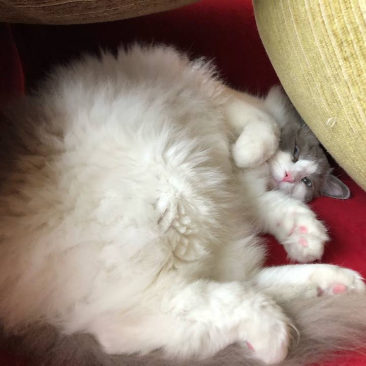 367f9ab7 7156 4c45 b0de ba88c992cff2 1620886820374