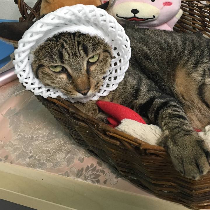 36801de1 395c 4e5b 8a5c 1744ef5c56bc 1533438771622