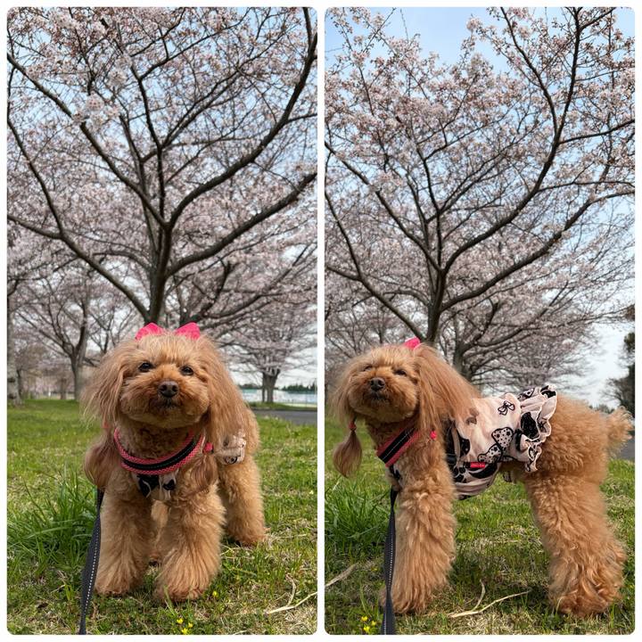 3682b83a 6ebb 4062 8380 fe0f71bf263c 1774832410460