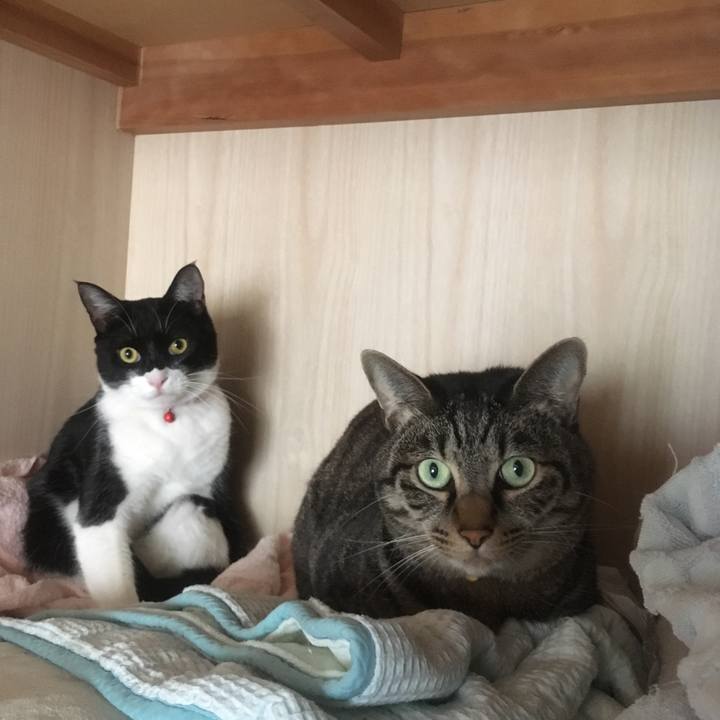 36854c12 f31a 4c90 95fa eb8d3d94b1b8 1546071536472