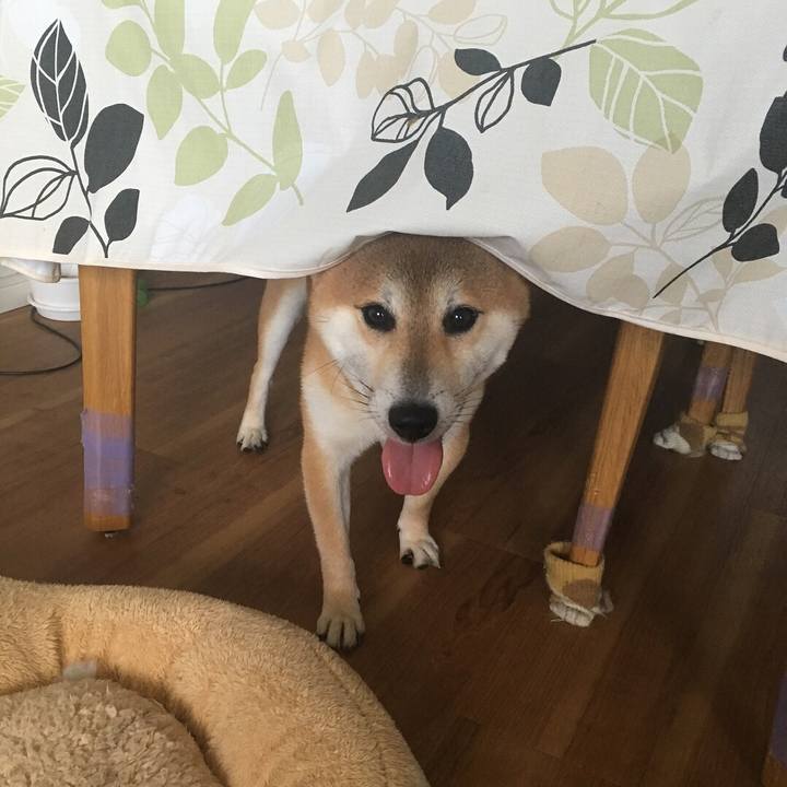 368b8018 c1b0 426a b43b 2f672e7cc9de 1535237716526