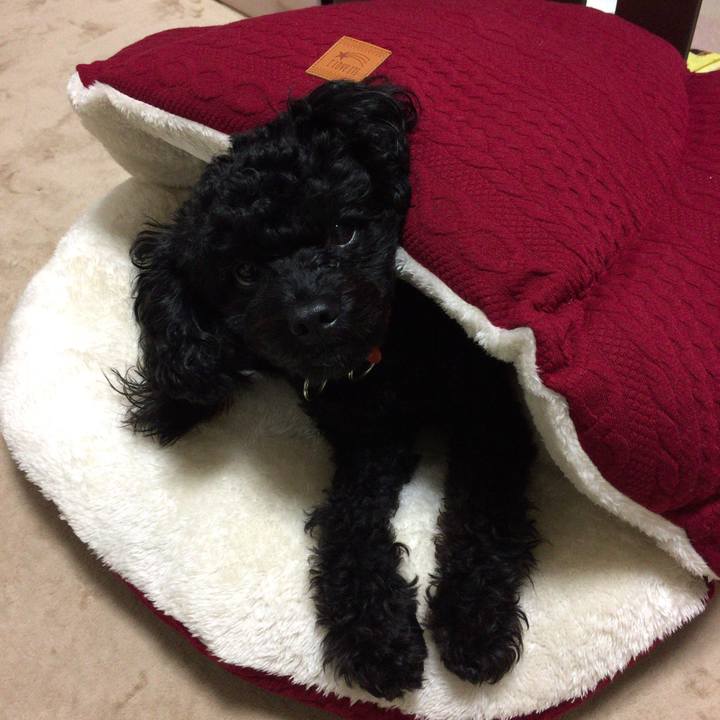 368e4fab ca25 4a69 bb84 3f9614e95fe4 1509681013876