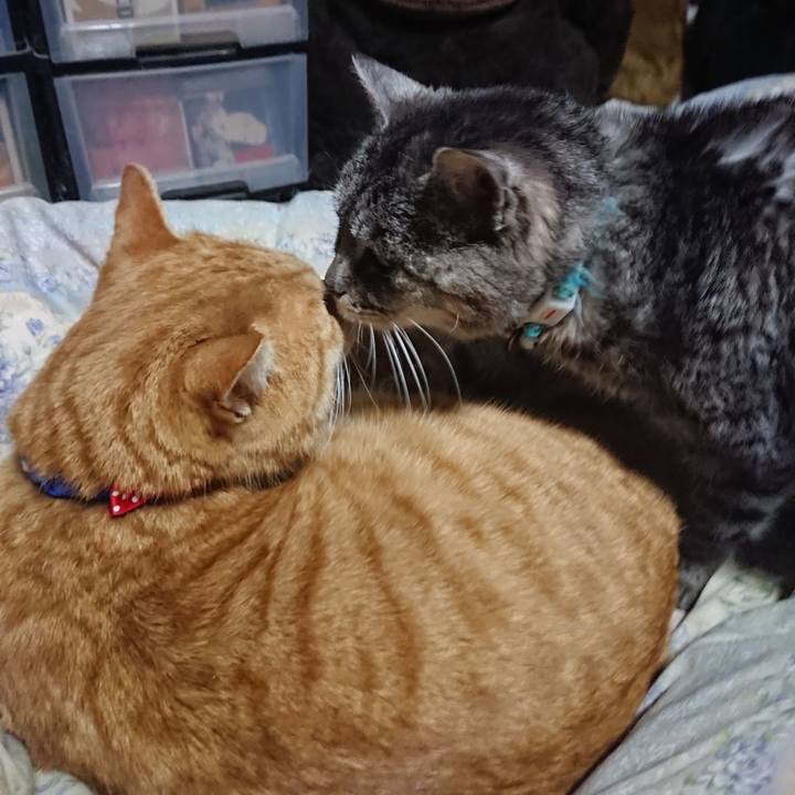 368fc722 cd15 4219 923f c50eacf9428e 1576497444609