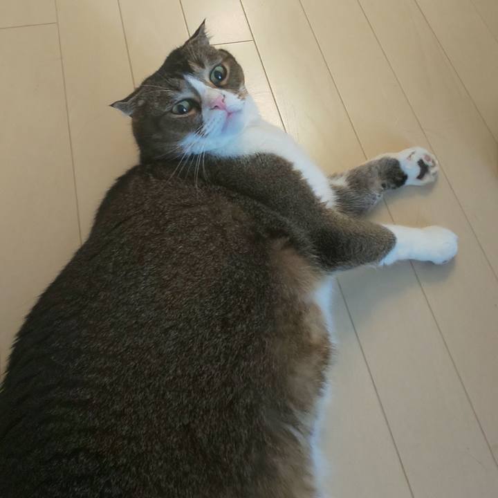 3696b2fd 0331 4234 a10e ae9bbe94400e 1564790921611