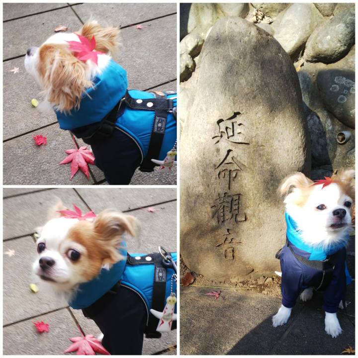 3696c185 f4c7 45f8 8a8c b4c4de031a32 1576393533442