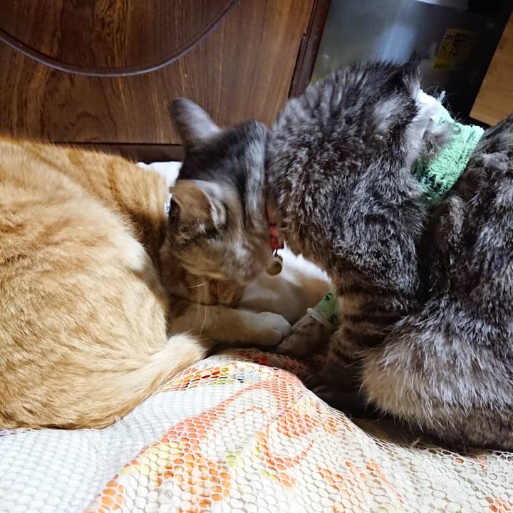 3697a683 15f5 420c 973c 3f91e8cf9c44 1587300723342