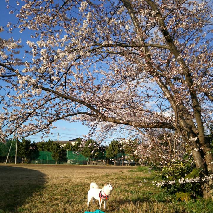 3699c54f 957f 441d b086 489a65d0c913 1554973454069