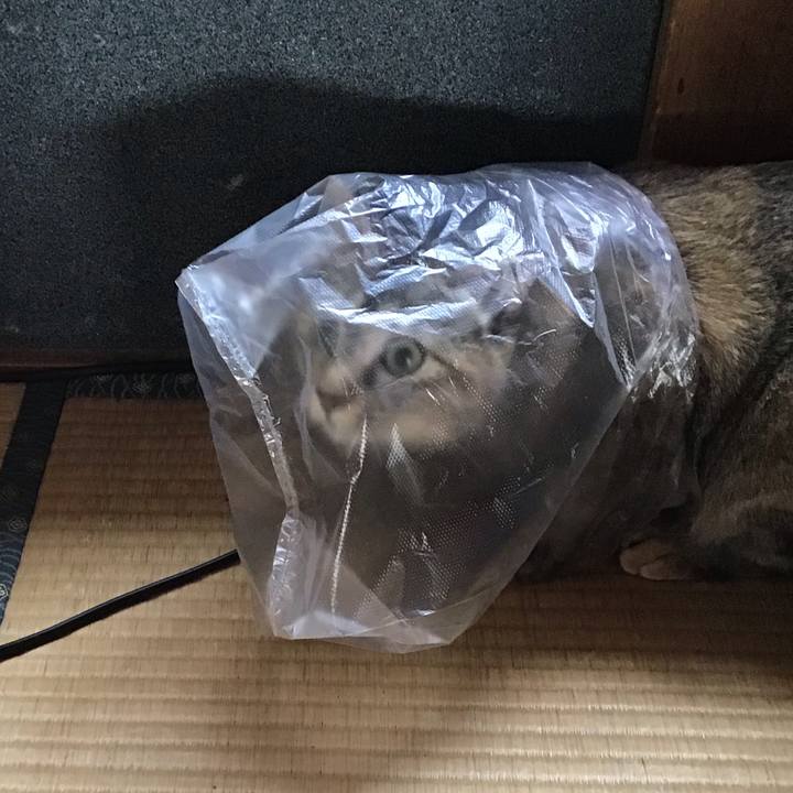 369a186a 3137 4a16 8c59 527cc1536691 1584862944929