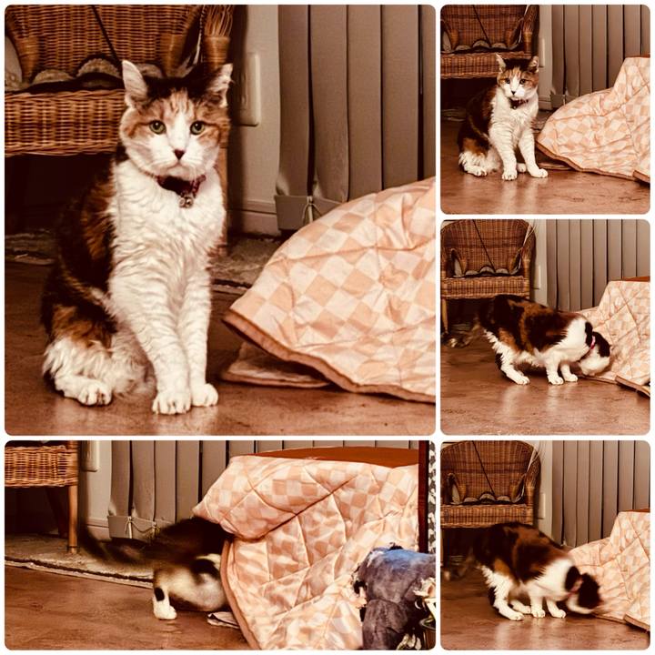 369b68d5 6003 4dc1 bb75 42f9e49958d9 1733653709130