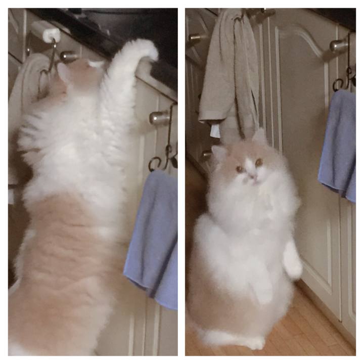 36a1ab81 63f8 4af9 86f9 00519d631ae7 1511851619252