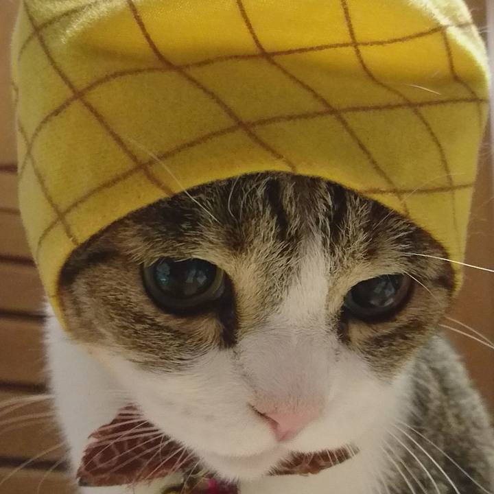 36a5bd28 1e01 4b9a 91c4 55c4e2019be1 1541113216098