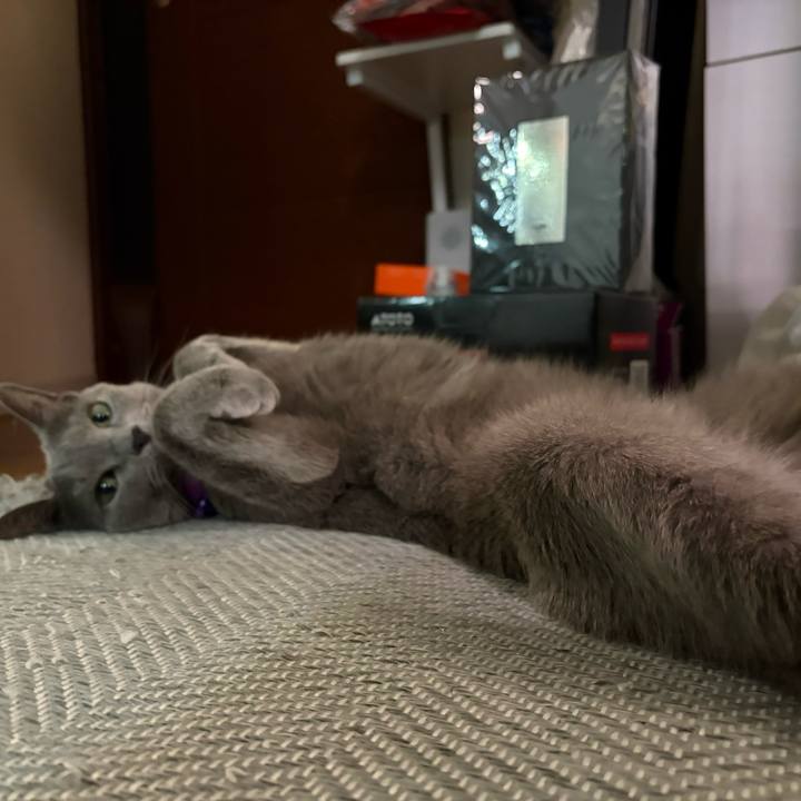 36add701 d332 497f 8dc6 21a21d30eca8 1759693125174