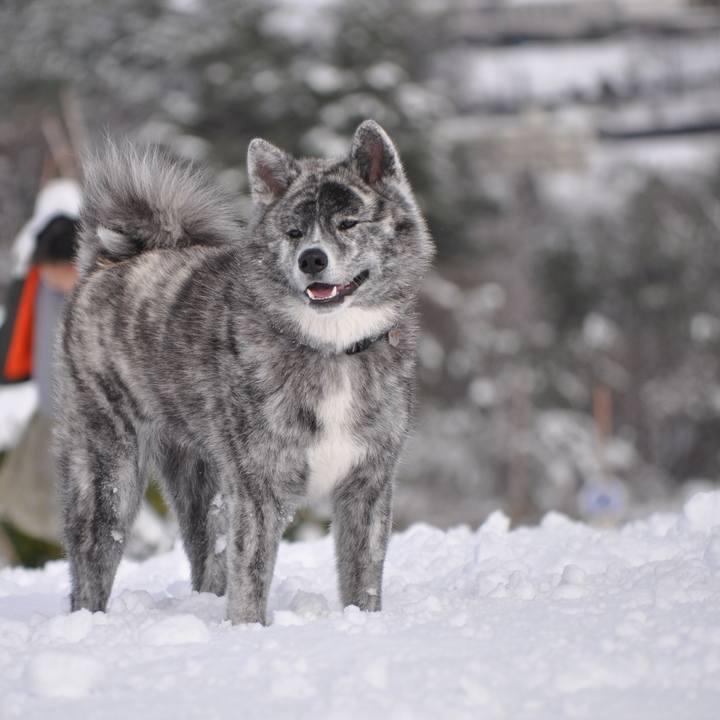 36aeca1c e087 46db acba df7233ec2334 1577931994711