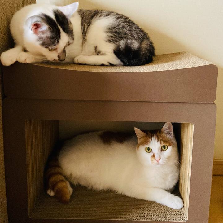 36b090a2 a05a 4125 901d 66a92f761f7c 1624489891404