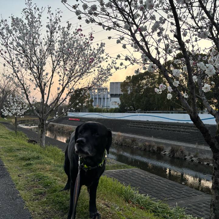 36b5e5ca 8035 47df 9c24 2953f4dab399 1774698319035