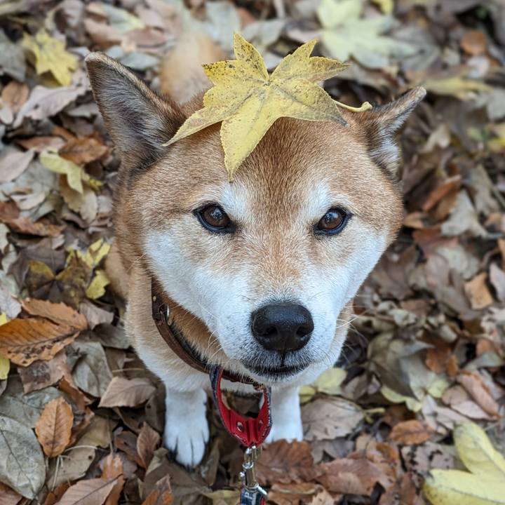 36b6e3db 1d10 49b1 843c d0473c0ce21a 1702711725490