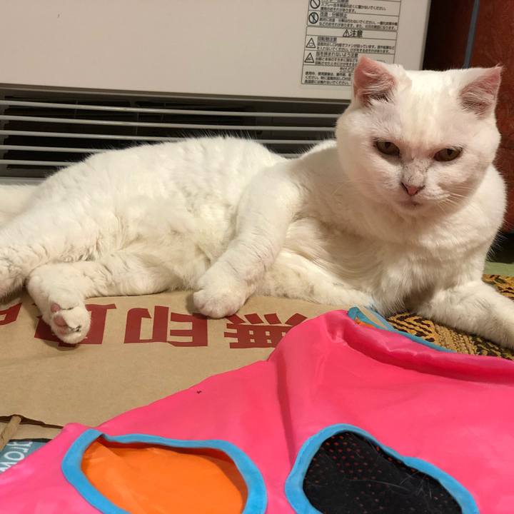 36b81fbb 0085 4b00 ab0d f1ad5e7ab878 1531317149094