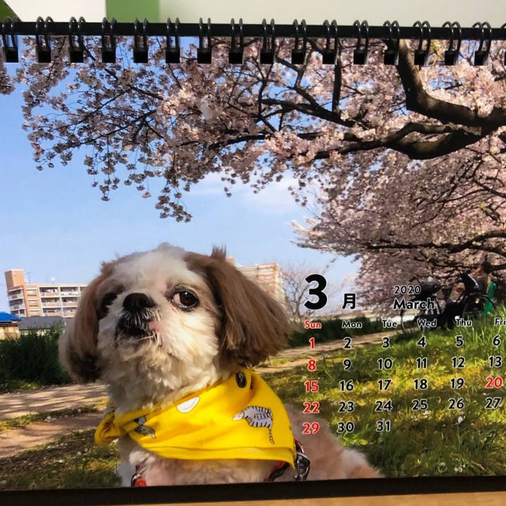 36c10a6a 33fa 4639 a5c7 c2b038f6ed74 1584049610835