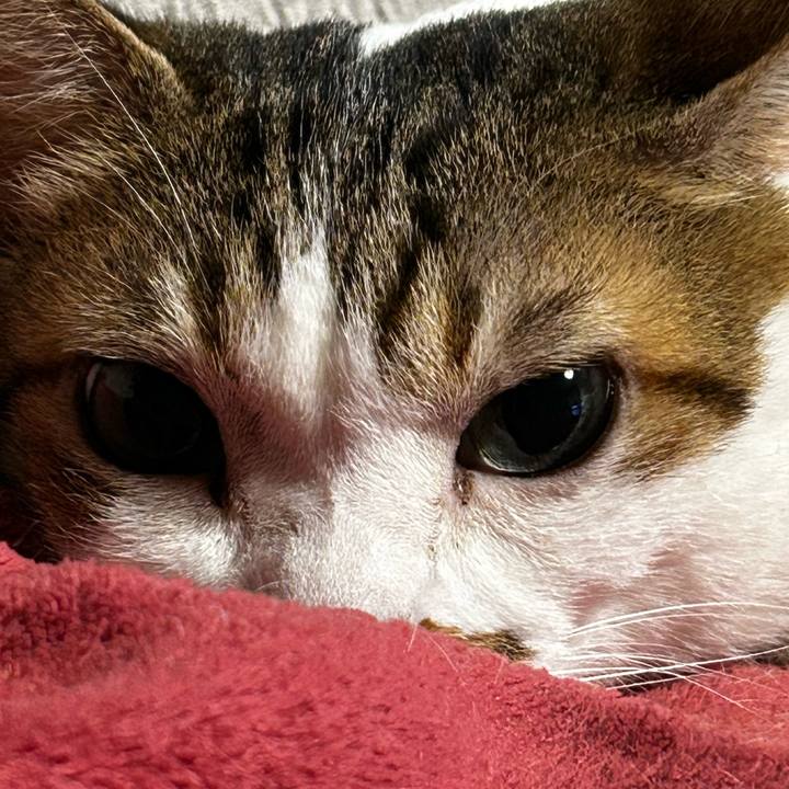 36c2dd62 52e2 4bc0 8b05 d85983e0a1b0 1763591055203