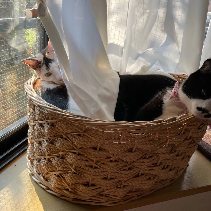 36c5d3ab 45d6 44d4 aedf 4098e012f9b4 1698967164834